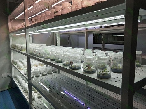 琼中植物组织培养实验室设计建设方案